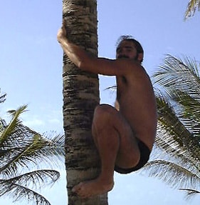 coconut-tree