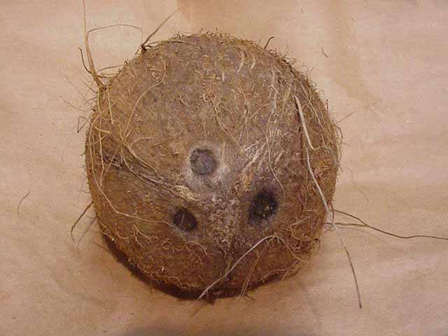 coconut
